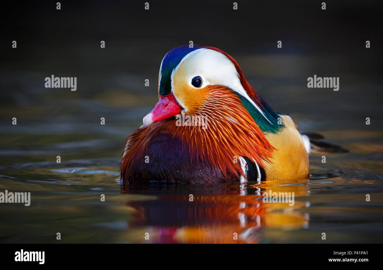 Canard mandarin (Aix galericulata) dans l'eau, Thuringe, Allemagne Banque D'Images