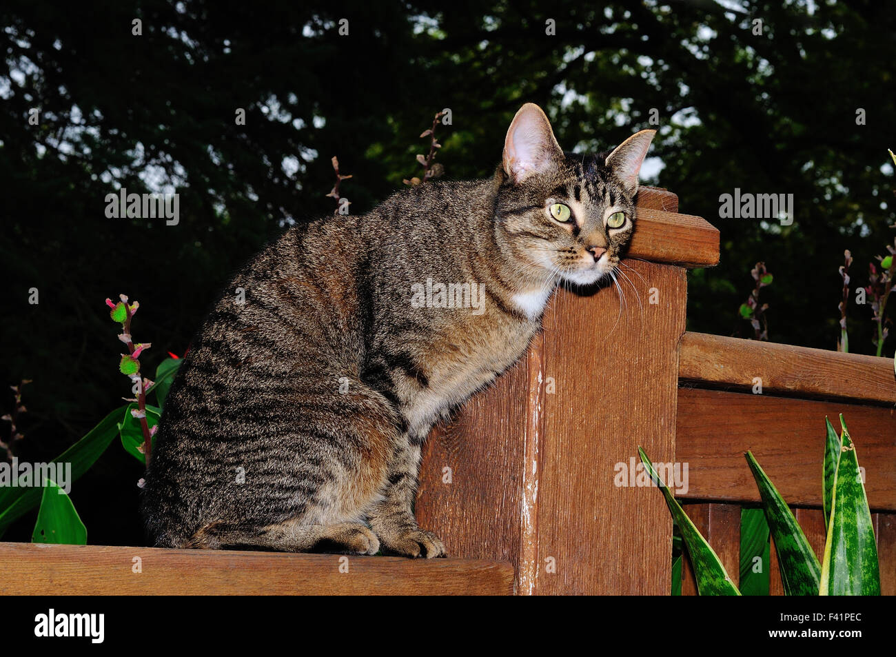 Chat Tigré domestique nommé Mini sur fence Banque D'Images