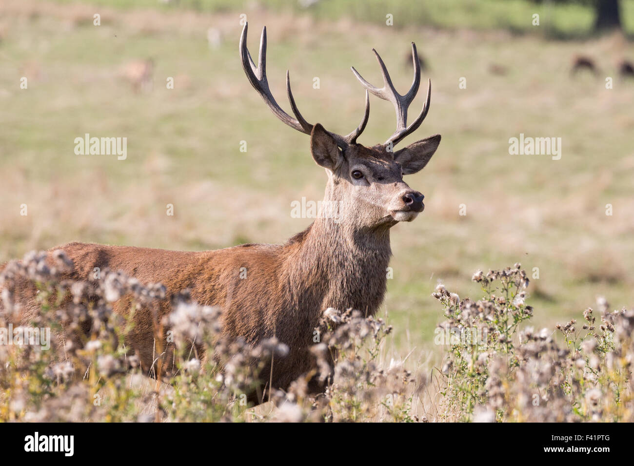 Red Deer dans la saison du rut à Wentworth Deer Park, Stainborough château près de Barnsley Banque D'Images