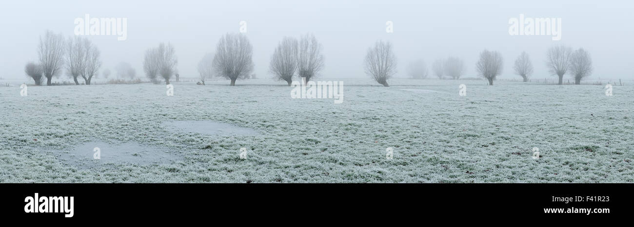 Panorama de champs avec des arbres en hiver Banque D'Images