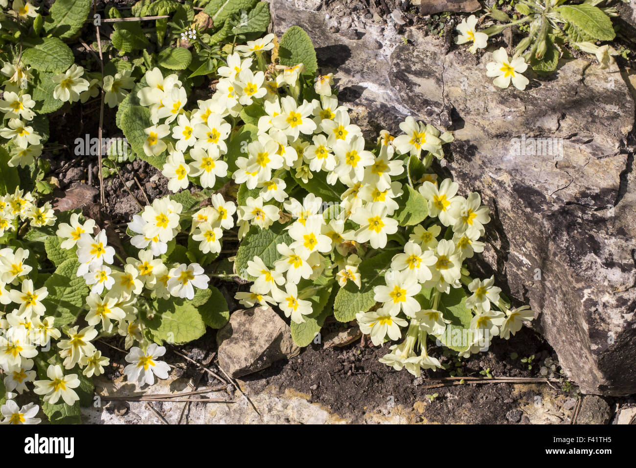 Primula vulgaris, primrose commun, Primerose Banque D'Images