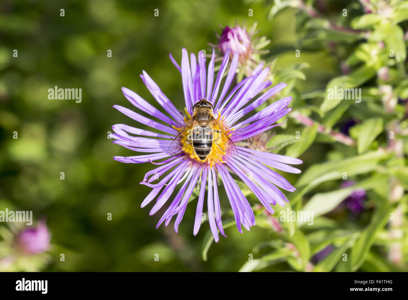 Aster novae-angliae Aster de la Nouvelle-Angleterre, Banque D'Images
