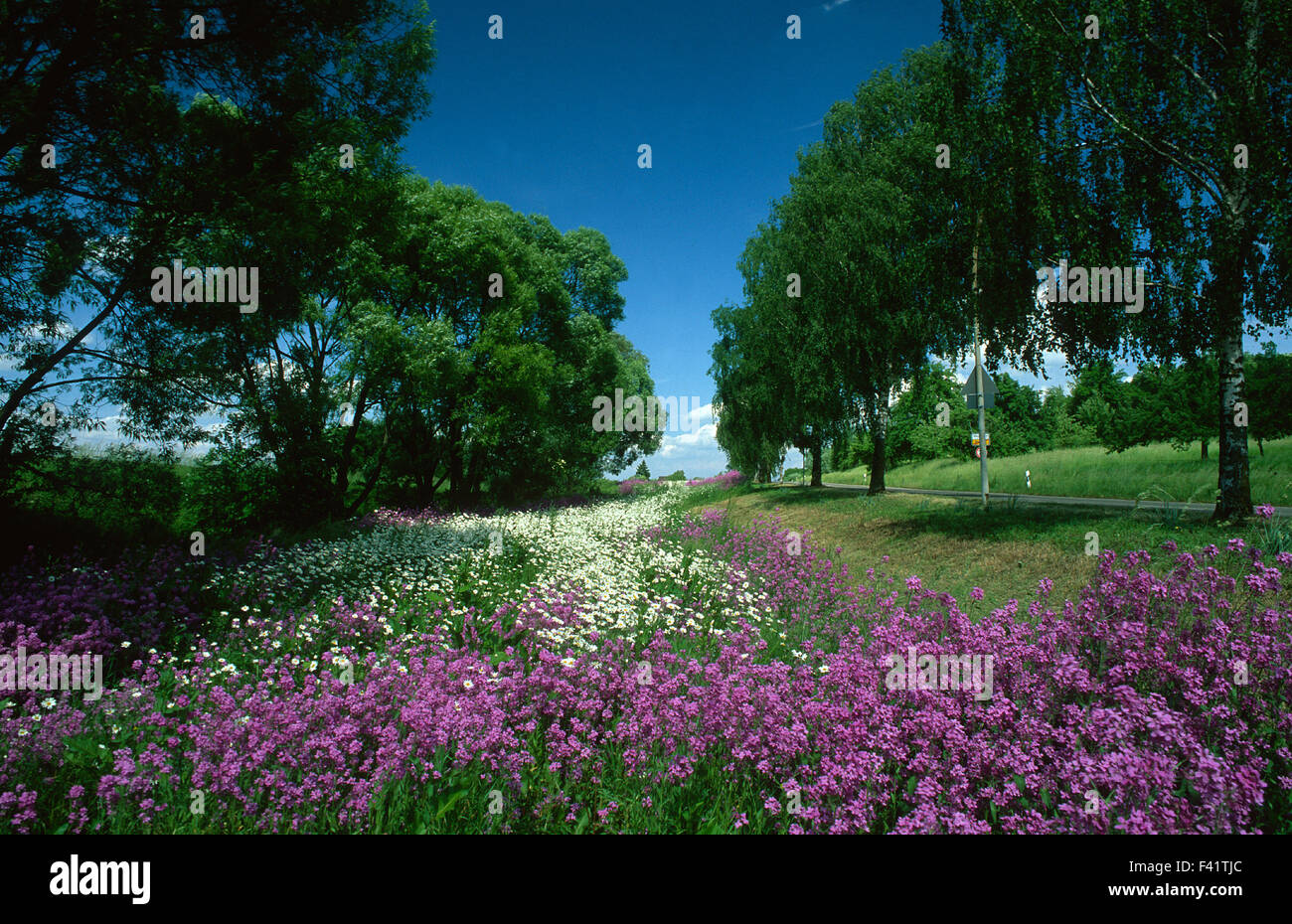 Flower meadow ; fleur ; fleur ; Banque D'Images