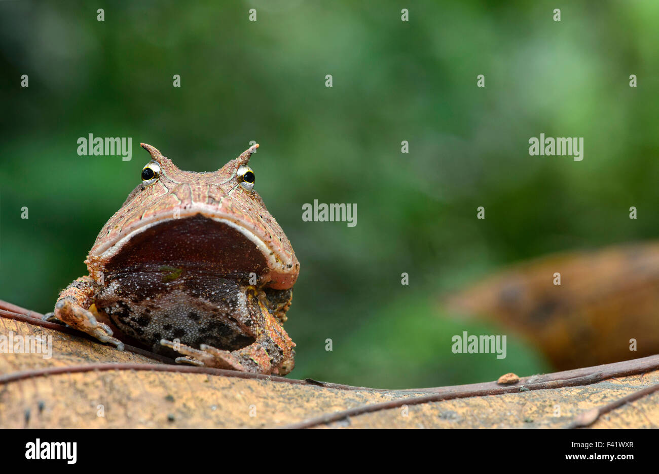 Surinam ou grenouille cornue horned frog amazonienne (Ceratophrys cornuta), de la famille des Ceratophryidae cornu commun (grenouilles) Banque D'Images