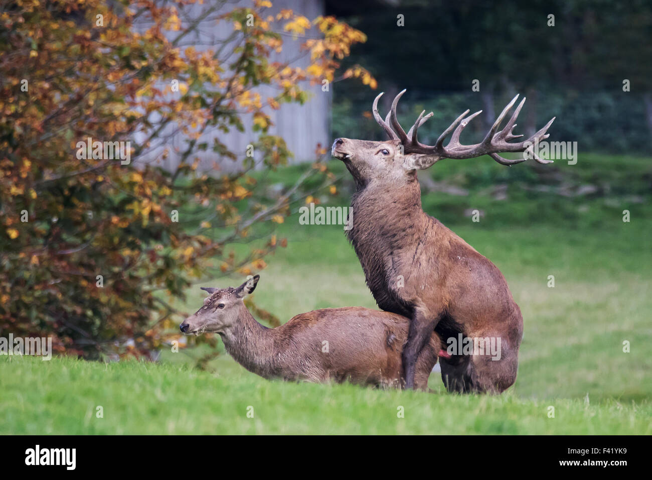 Accouplement de cerf rouge Banque de photographies et d’images à haute résolution Alamy