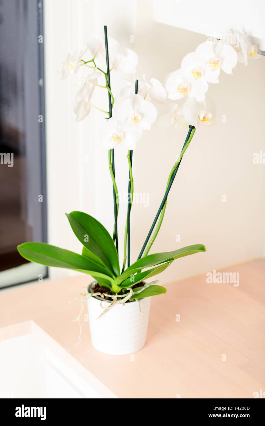 Orchid sur vertical de cuisine Banque D'Images