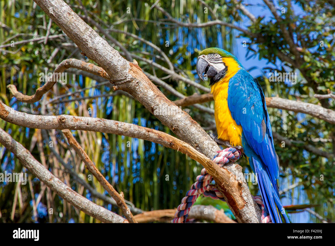 Un bleu-et-jaune macaw est assis sur la branche d'un arbre. Banque D'Images