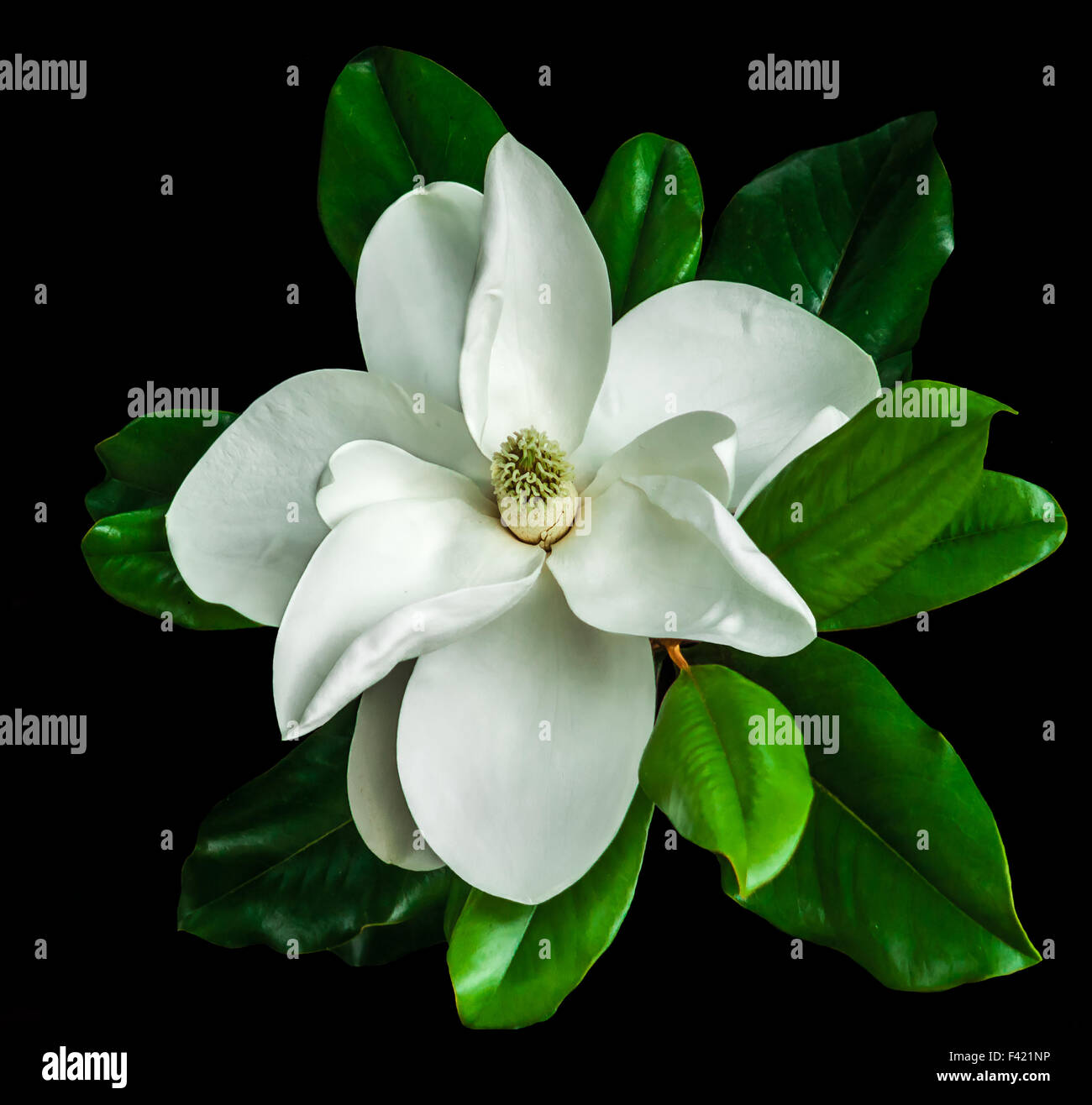 Fleur de magnolia blanc feuilles vert foncé sur fond noir Banque D'Images