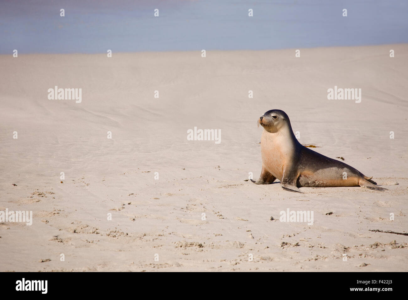 Sea Lion reposant sur une plage Banque D'Images