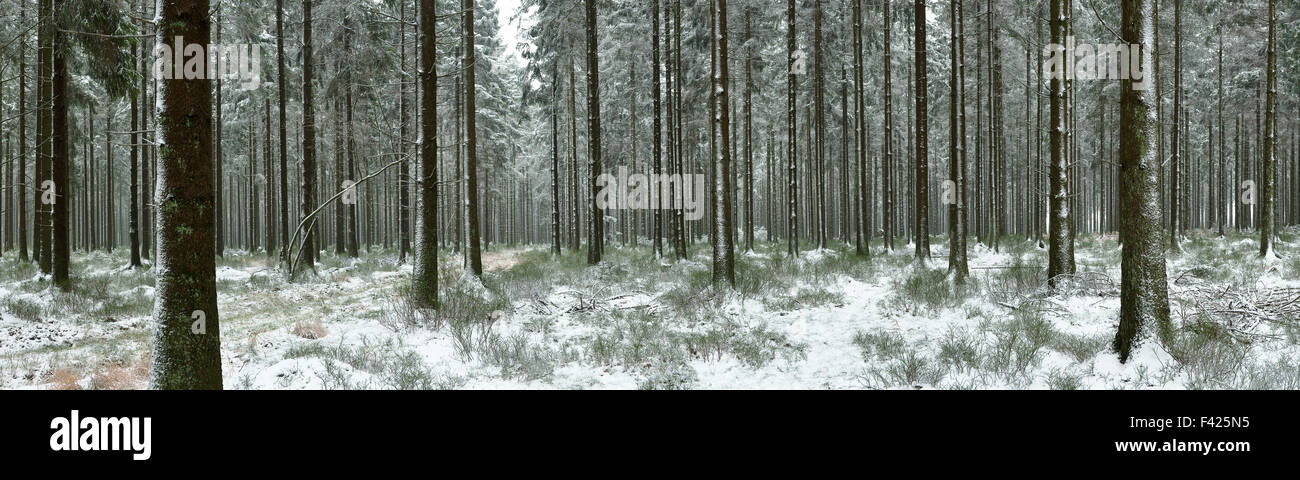 Panorama de l'hiver paysage forestier dans les Ardennes Belges Banque D'Images