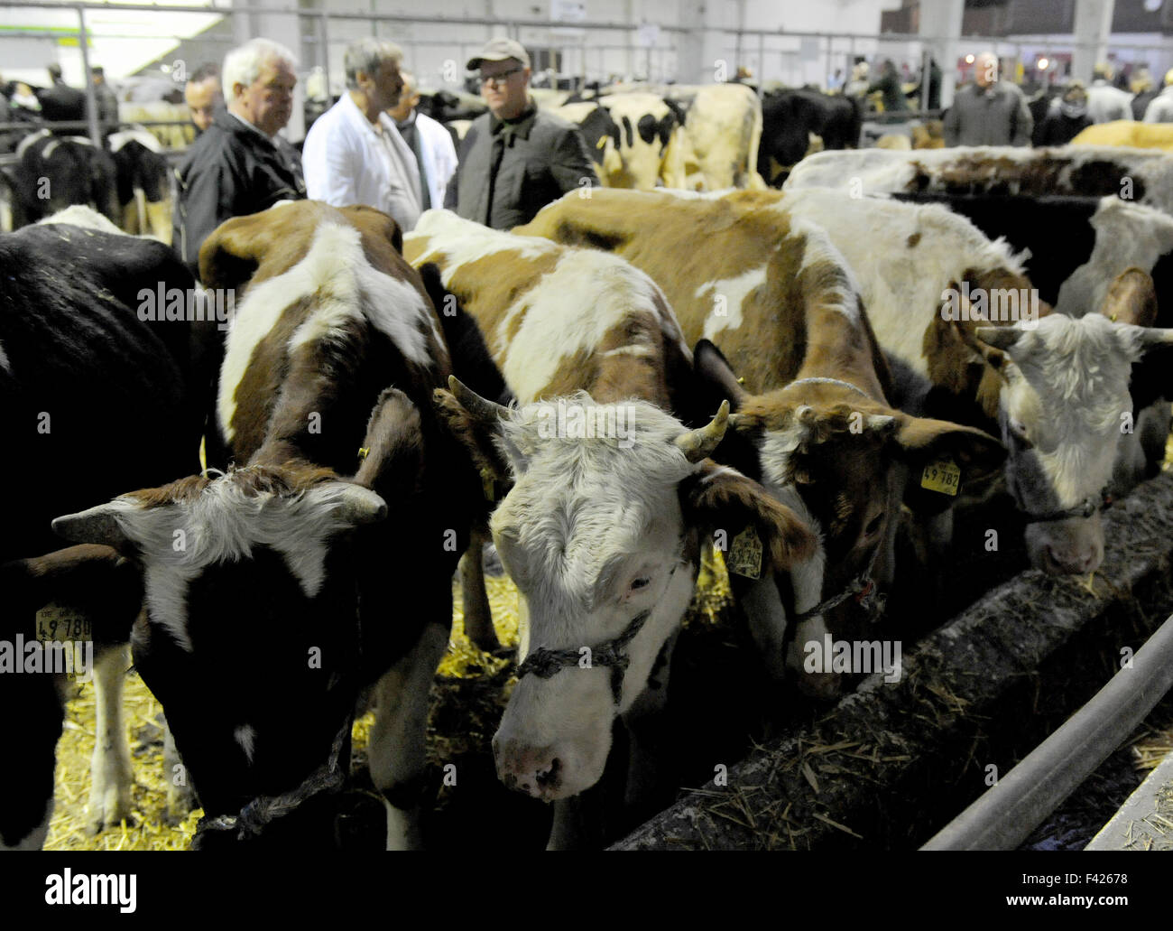 Les négociants d'animaux via la poignée de négocier les prix de vente pour plusieurs jeunes vaches au traditionnel marché au bétail à la Foire Marché Galli à Leer, Allemagne, 14 octobre 2015. Le marché des bovins a été une fois que la raison de la foire de Frise orientale et est célèbre pour ses 'handshake négociations." Photo : INGO WAGNER/dpa Banque D'Images