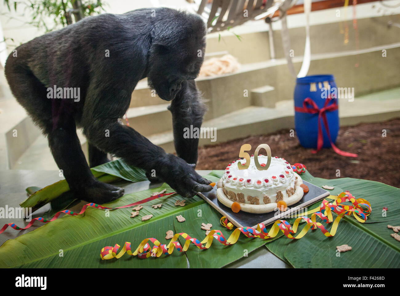 Au Cours Des Celebrations Du 50e Anniversaire De Garder De Grands Singes Gorilles A La Maison A L Wilhlma Zoo Gorilla Dame Mimi Examine Un Gateau Special Qu Elle A Recu Pour L Occasion A