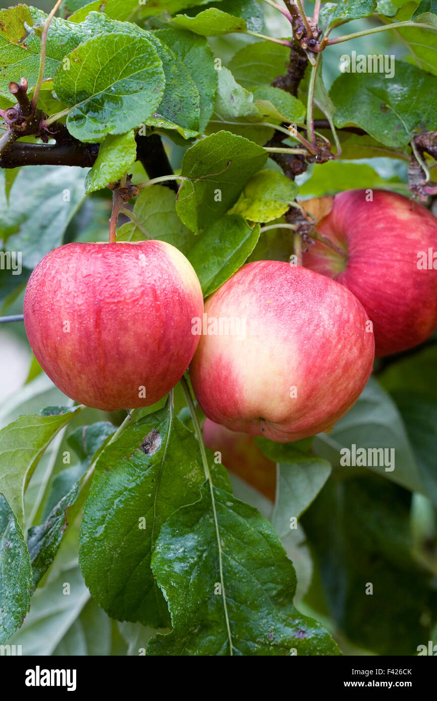 Malus domestica 'Saturn'. Pommes prise. Banque D'Images