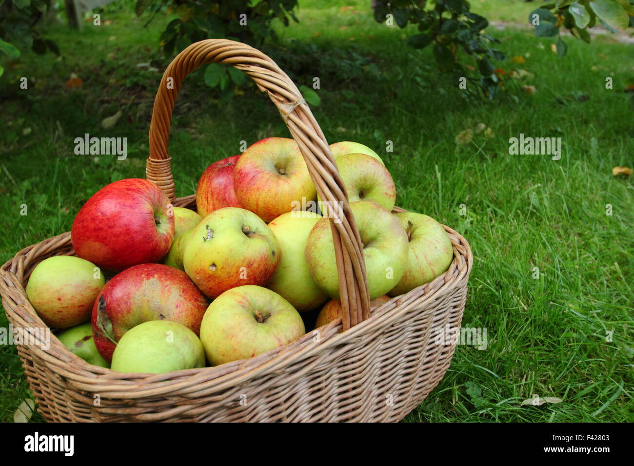 Un panier de produits locaux, fraîchement cueillis English pommes à un Apple Day Festival à Sheffield, en Angleterre, Royaume-Uni - Octobre Banque D'Images