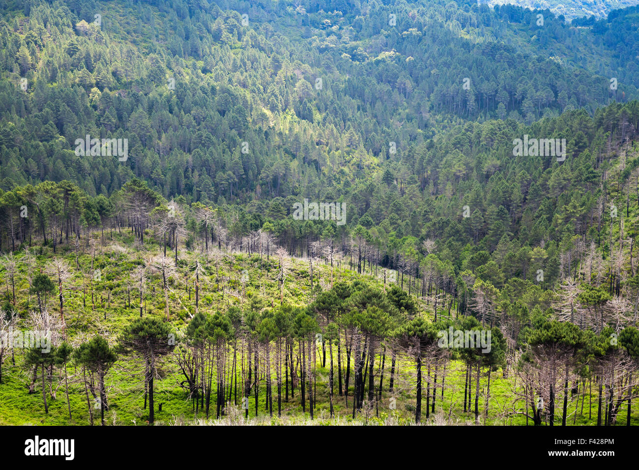 Paysage de forêt de montagne sauvage. Au sud de la Corse, France Banque D'Images