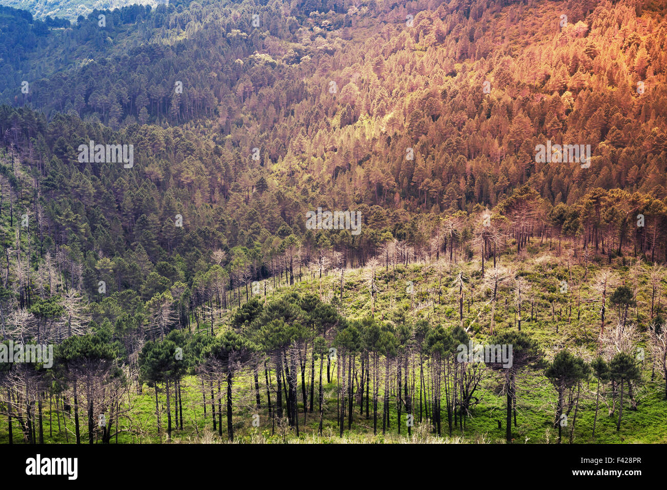 Paysage de forêt de montagne sauvage. Au sud de la Corse, France. Correction tonale colorés effet filtre photo Banque D'Images