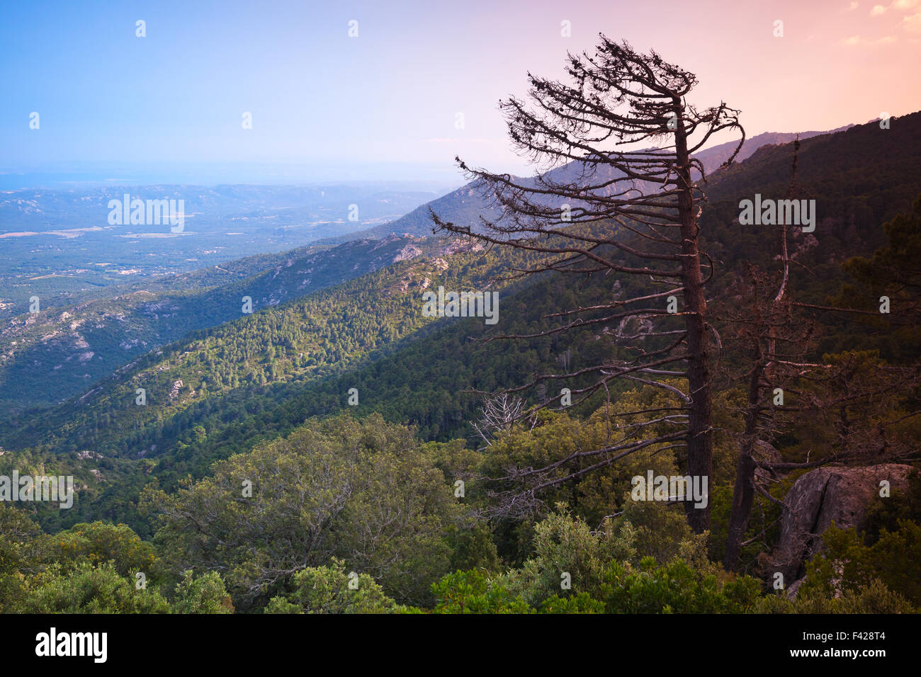 La silhouette des arbres de pins morts dans la soirée du soleil, paysage sauvage de la Corse, France Banque D'Images
