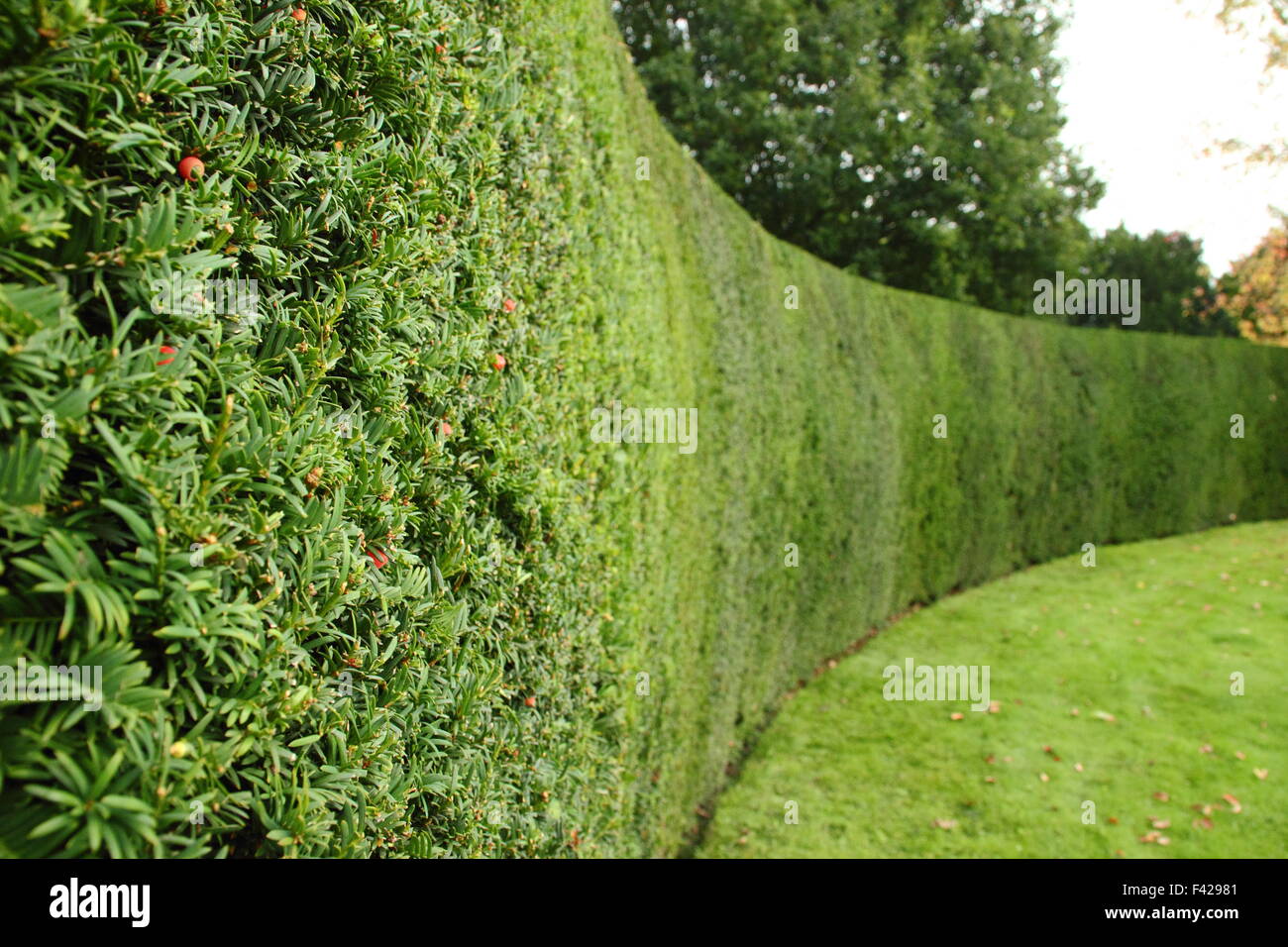 Une haie d'ifs taillés parfaitement (taxus) entoure un jardin formel à Rufford Abbey, Nottinghamshire, Angleterre, RU Banque D'Images