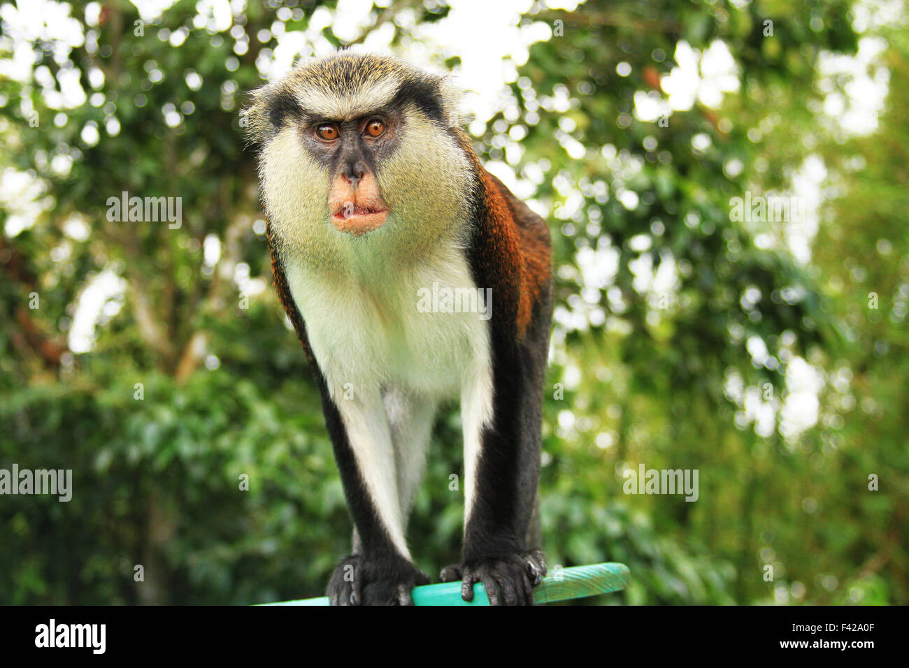 Mona singe dans la réserve forestière de Grand Etang à la Grenade Banque D'Images