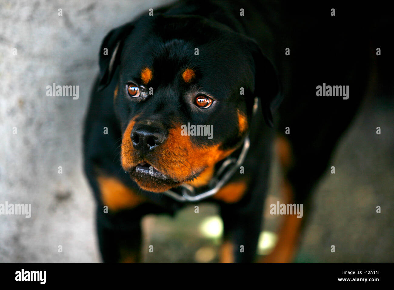 Portrait de jeune rottweiler dog outdoors Banque D'Images