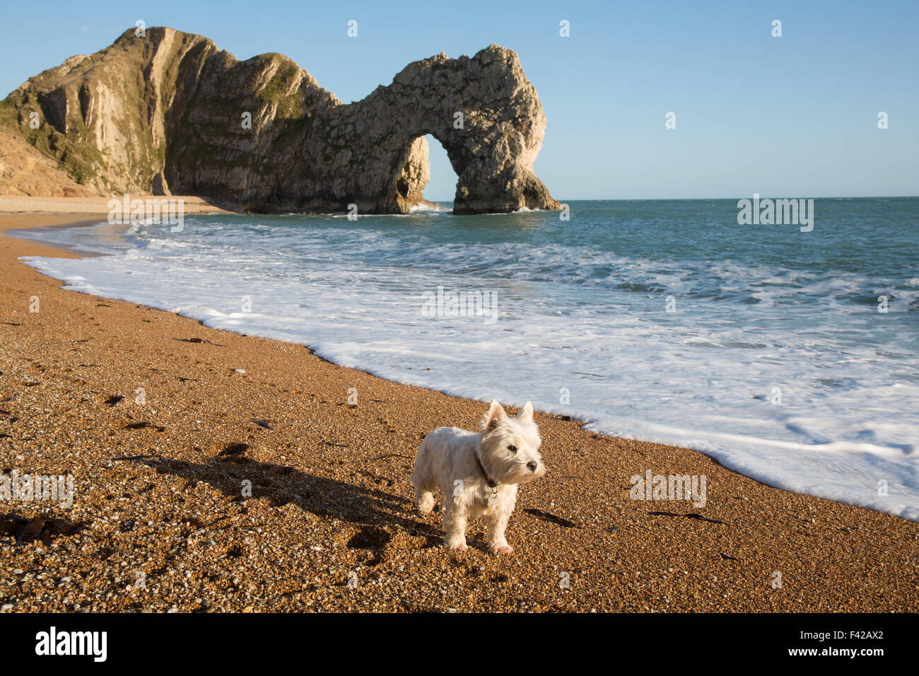 Un chien sur la plage de Durdle Door, Jurassic Coast, Dorset, England, UK Banque D'Images