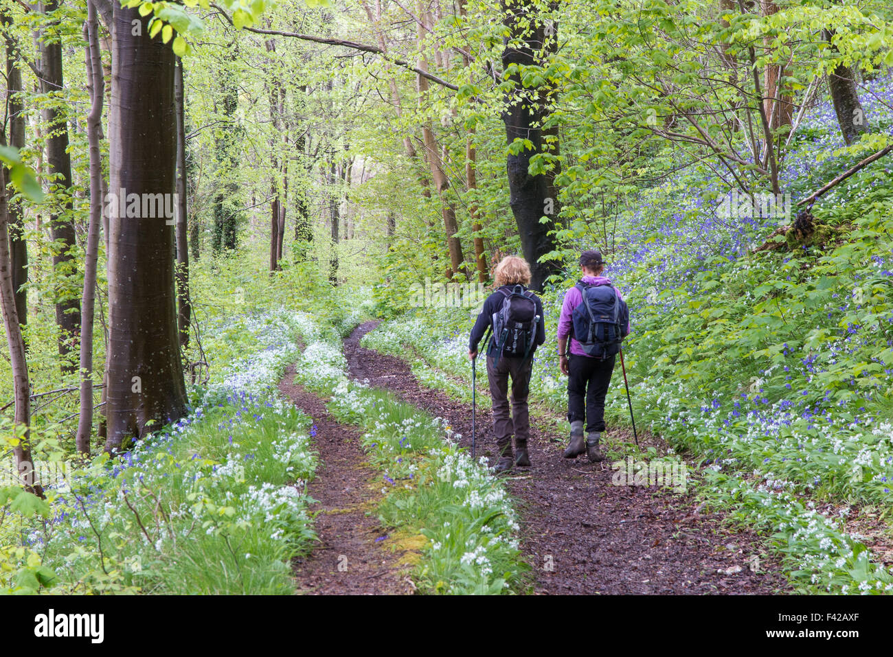 Wendy & Janey dans les bois à Milton Abbas, Dorset, England, UK Banque D'Images