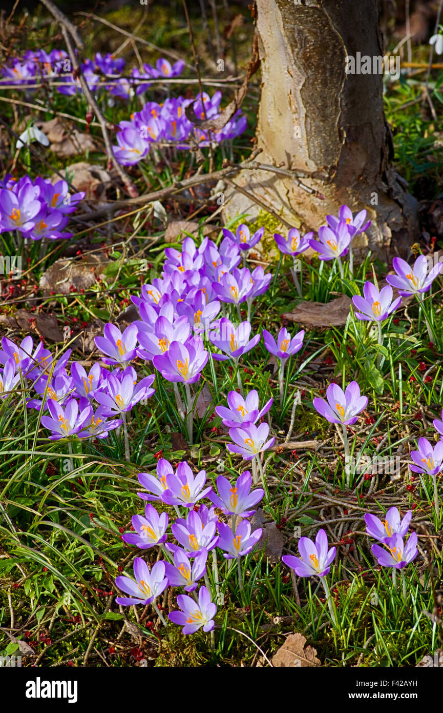 Fleurs de printemps Banque D'Images