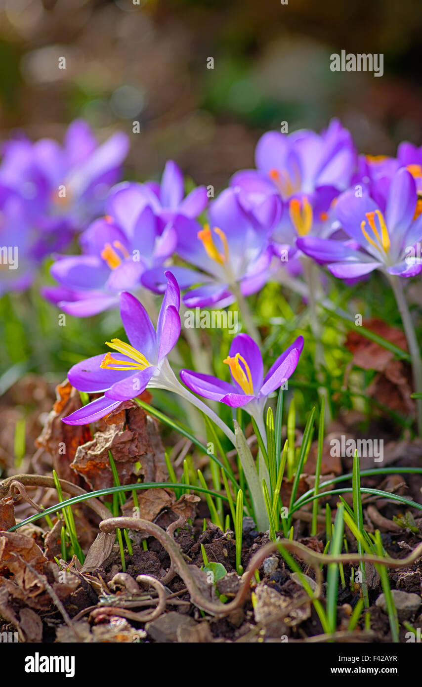 Fleurs de printemps Banque D'Images