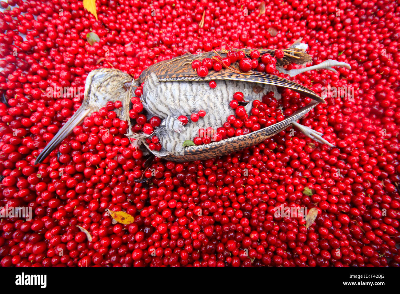 Scène de chasse oiseau avec fruits rouges Banque D'Images