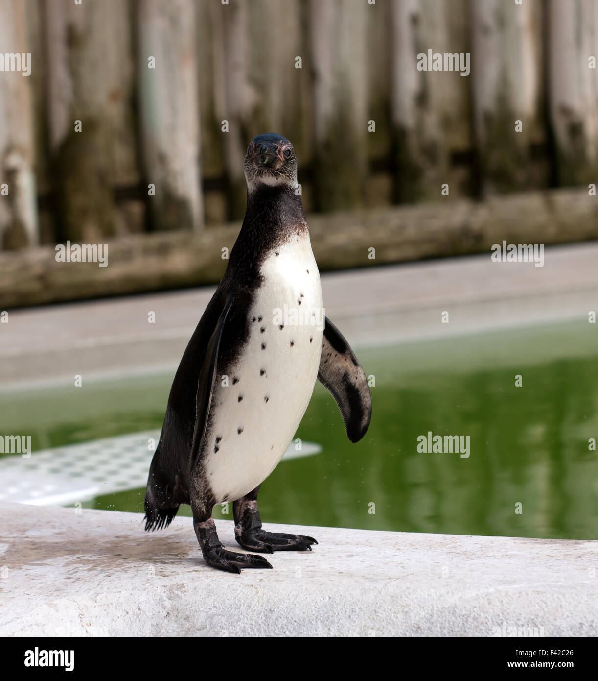 Le Humboldt Penguin posant pour l'appareil photo, à l'Wingham Wildlife Park, Kent Banque D'Images