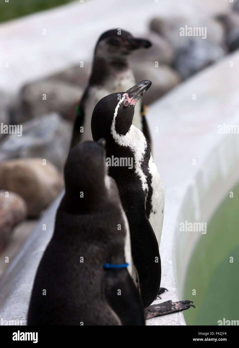 Le Humboldt Penguin's au Wingham Wildlife Park, Kent Banque D'Images