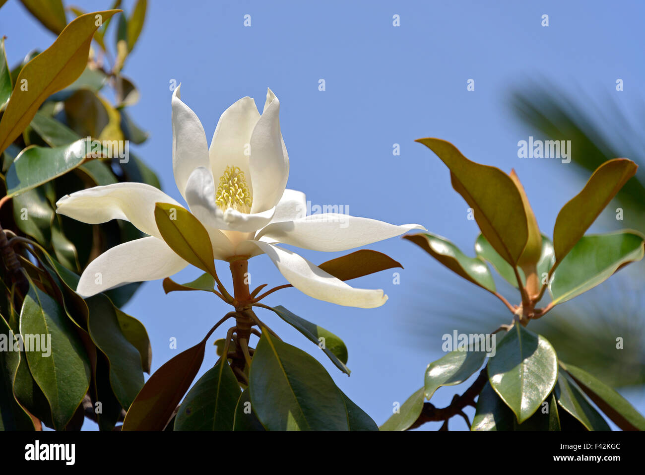 Fleur de Magnolia grandiflora Banque D'Images