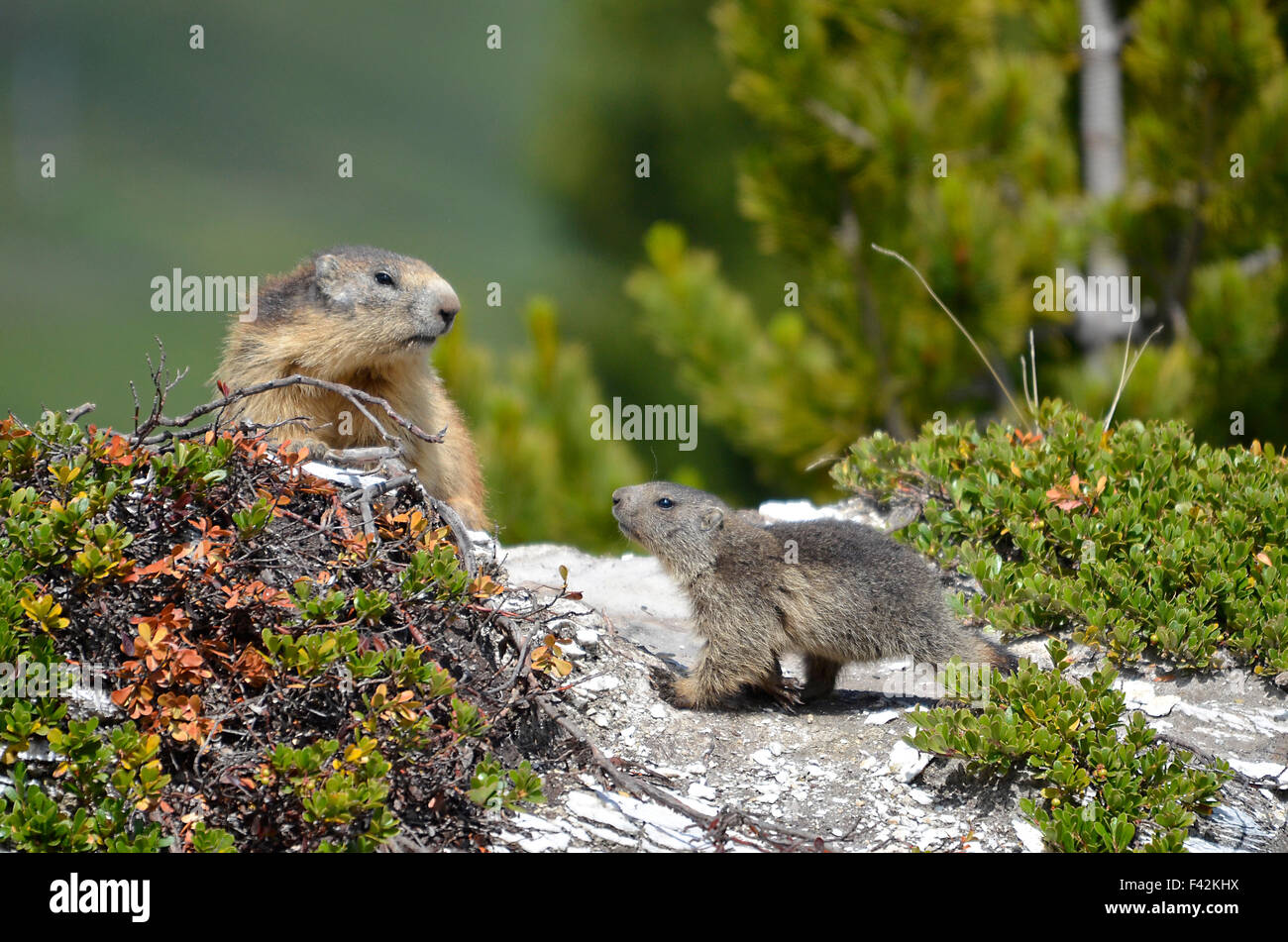 Marmotte alpine et ses jeunes Banque D'Images
