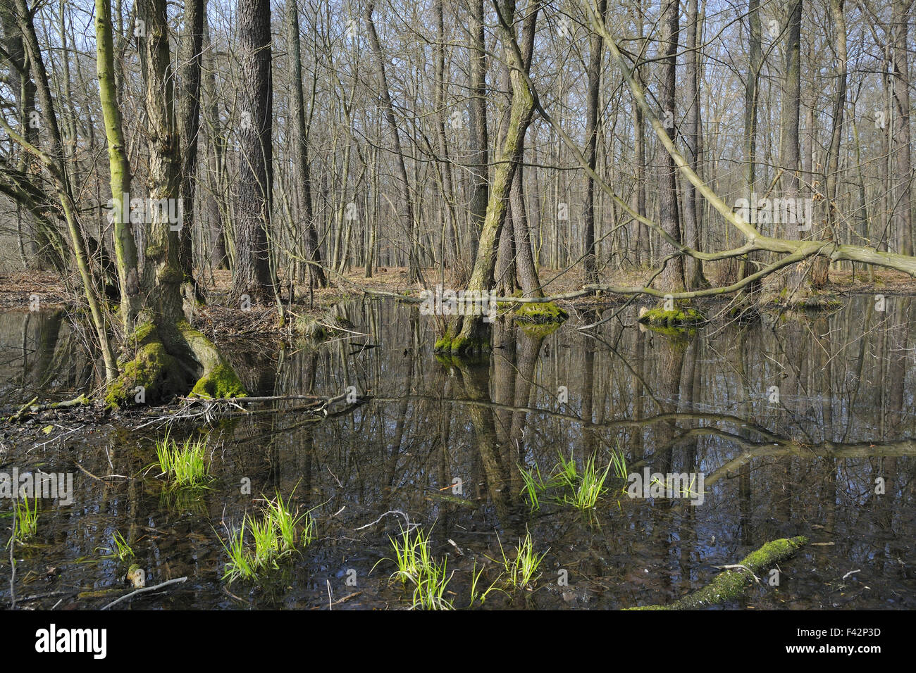 Plaine d’inondation Banque D'Images