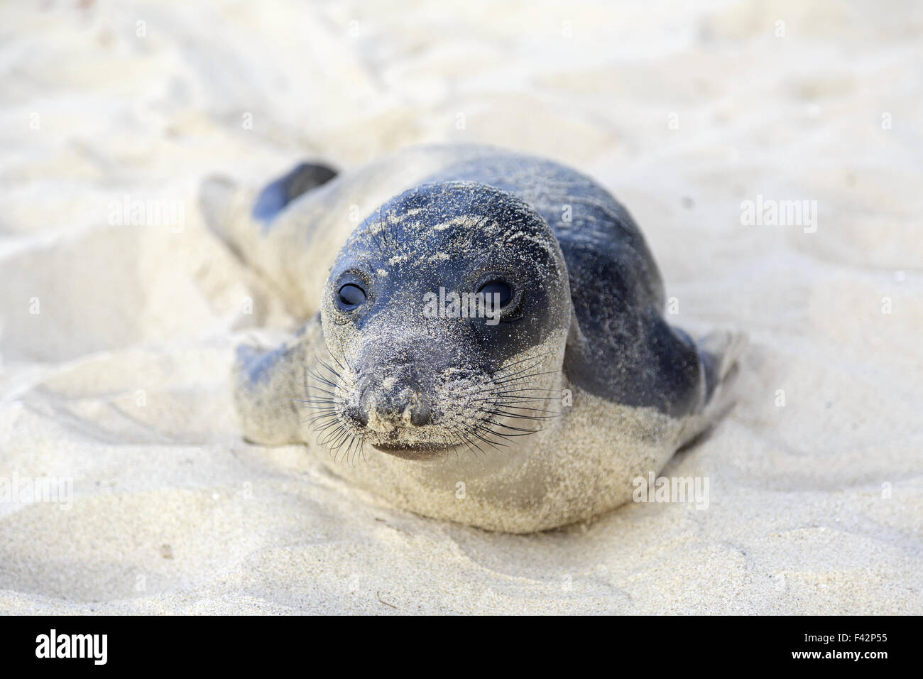 Bébé phoque qui reposent sur l'Hermosa Beach Banque D'Images