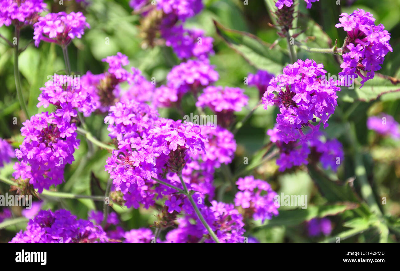 Raides Verveine-Verbena rigida