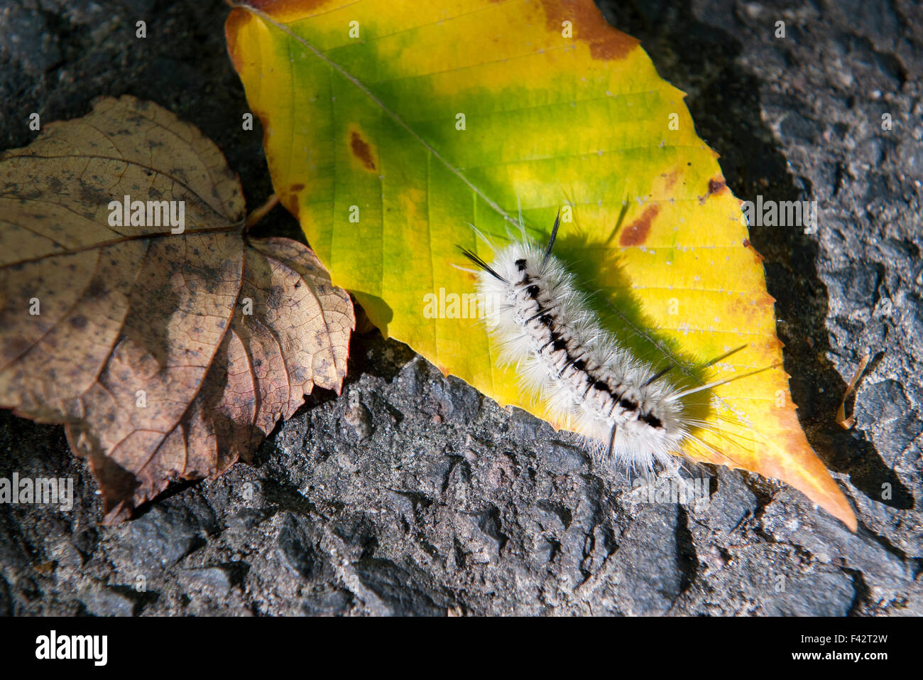 Fuzzy caterpillar (Lophocampa caryae) Banque D'Images