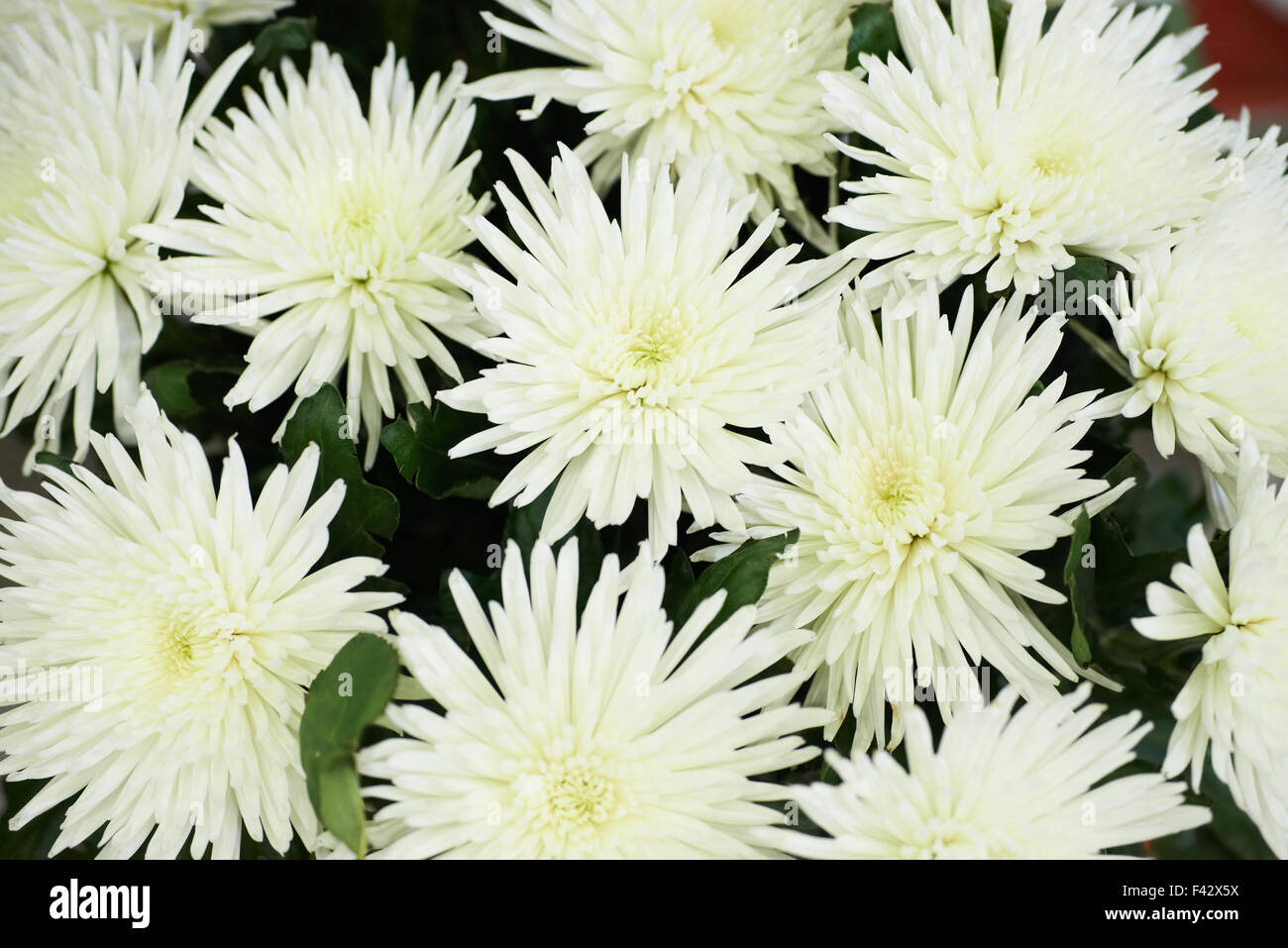 Belle des chrysanthèmes blancs. Banque D'Images
