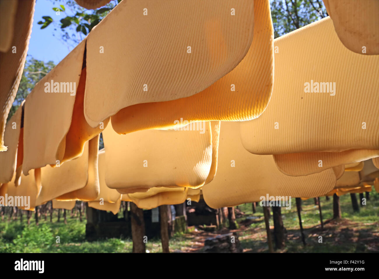 Latex rubber plantation sri lanka Banque de photographies et d’images à