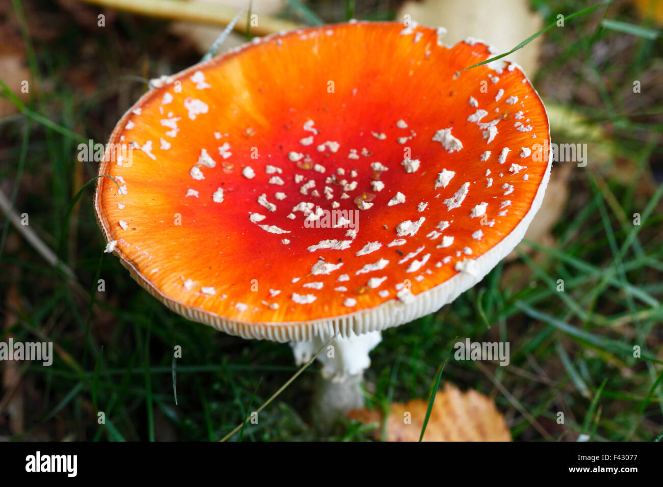 Amanita muscaria, fly fly agaric amanite. Banque D'Images