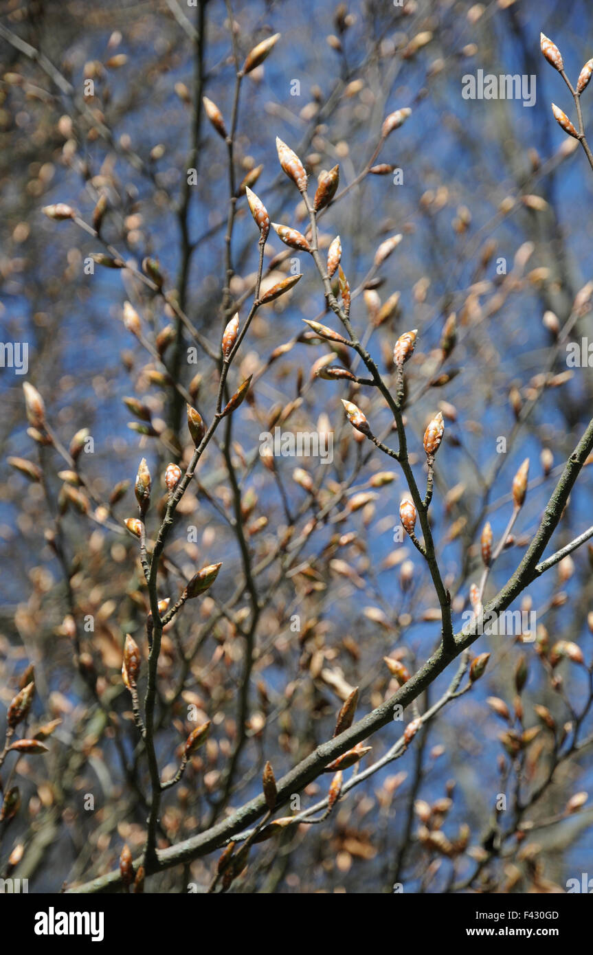 Feuilles de hêtre pourpre Banque D'Images