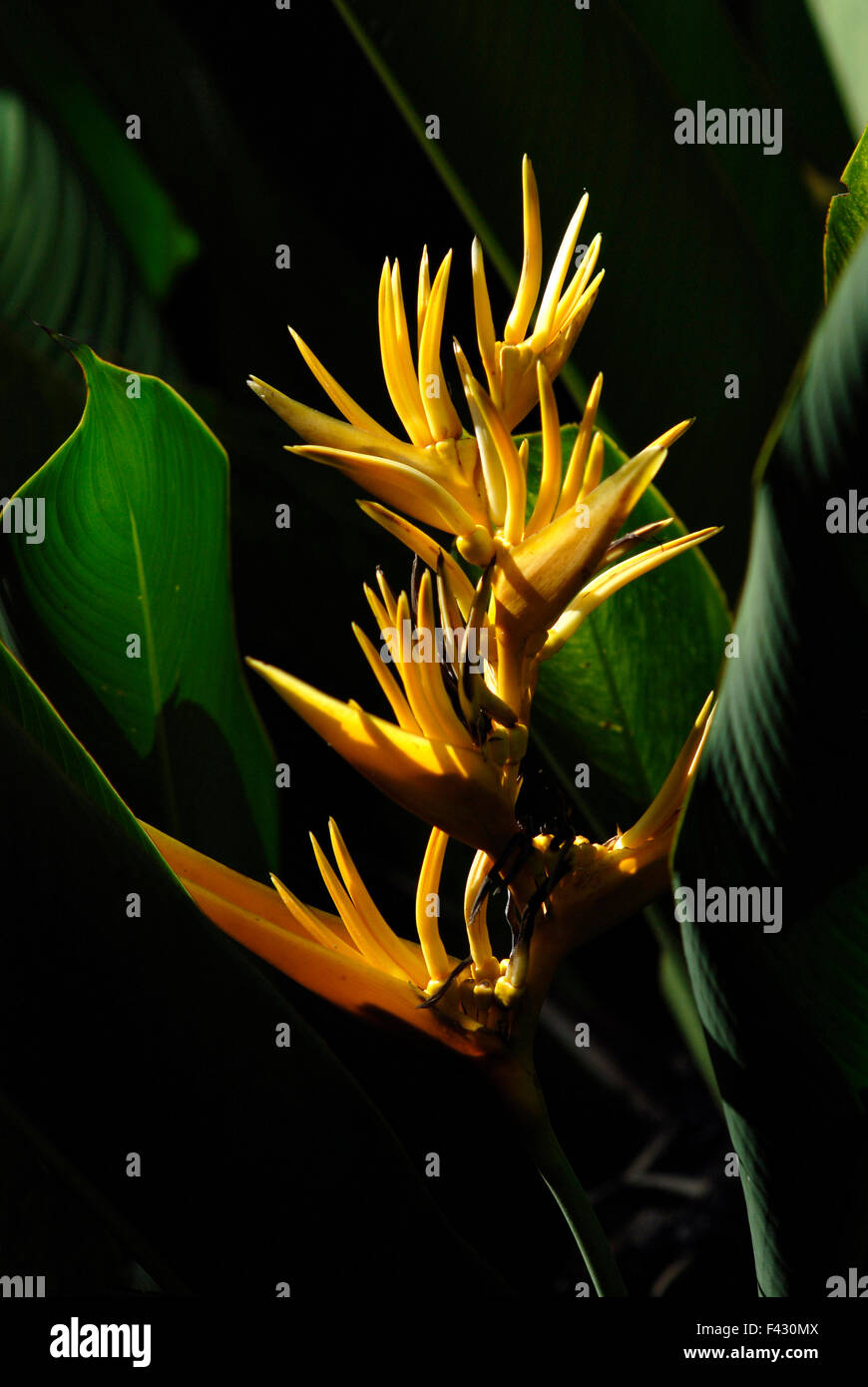 Oiseau de paradis sur un fond sombre avec des feuilles Banque D'Images