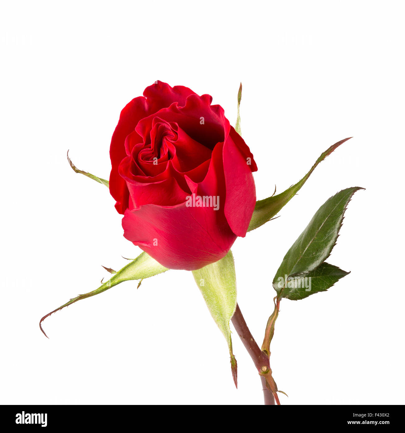Une rose rouge libre Banque D'Images