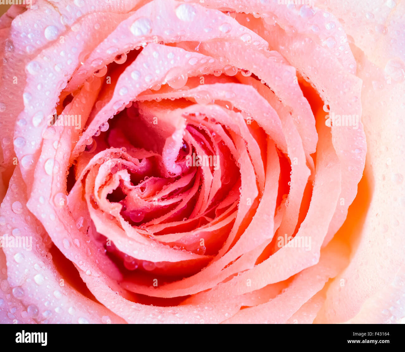 Gros plan de rose avec la rosée Banque D'Images