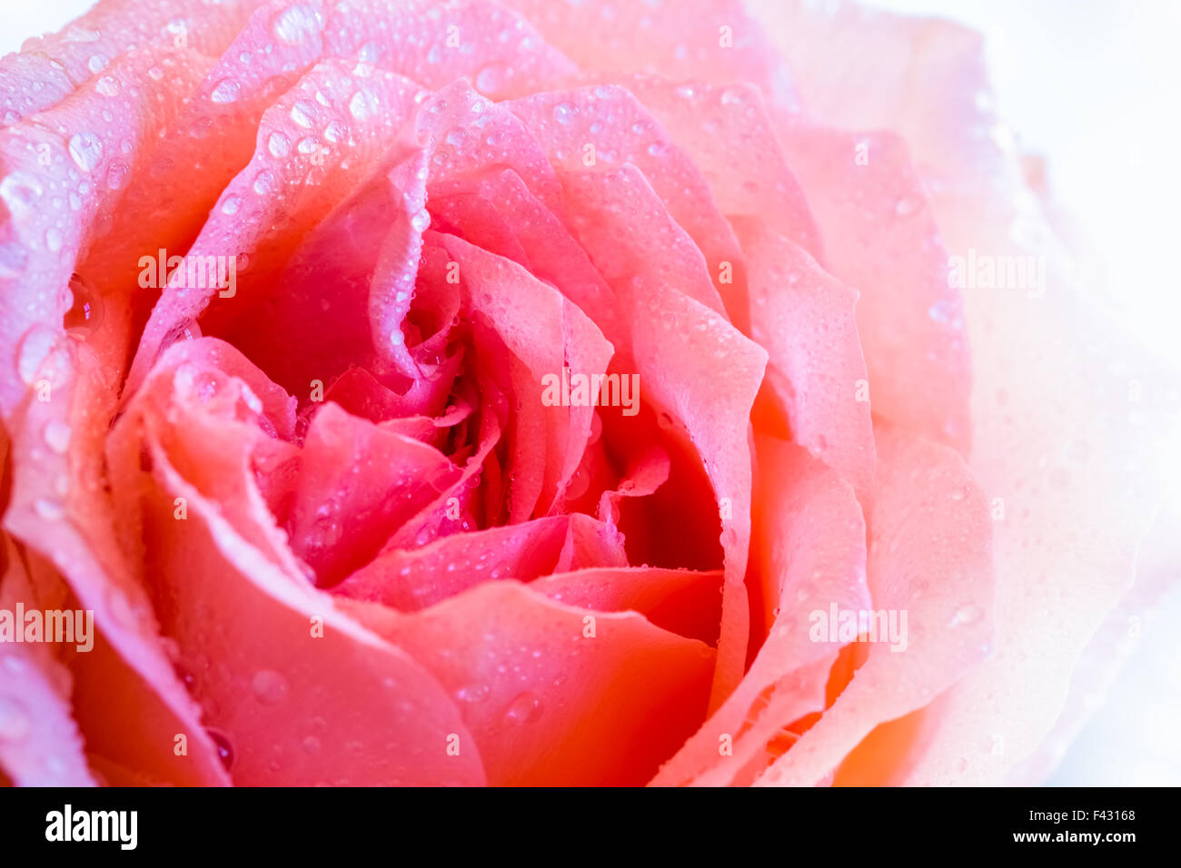 Macro rose sur blanc Banque D'Images