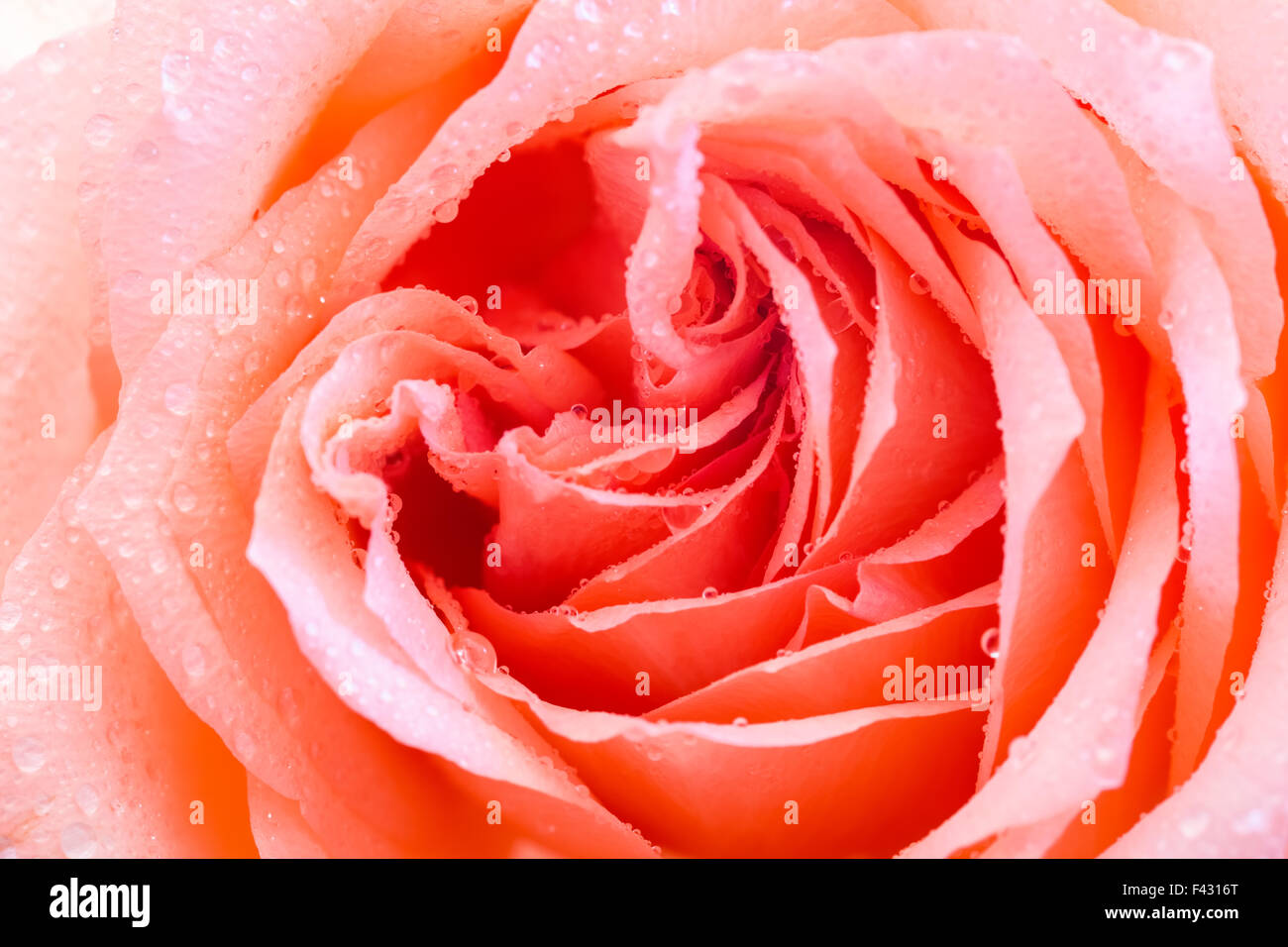 Gros plan de rose orange Banque D'Images