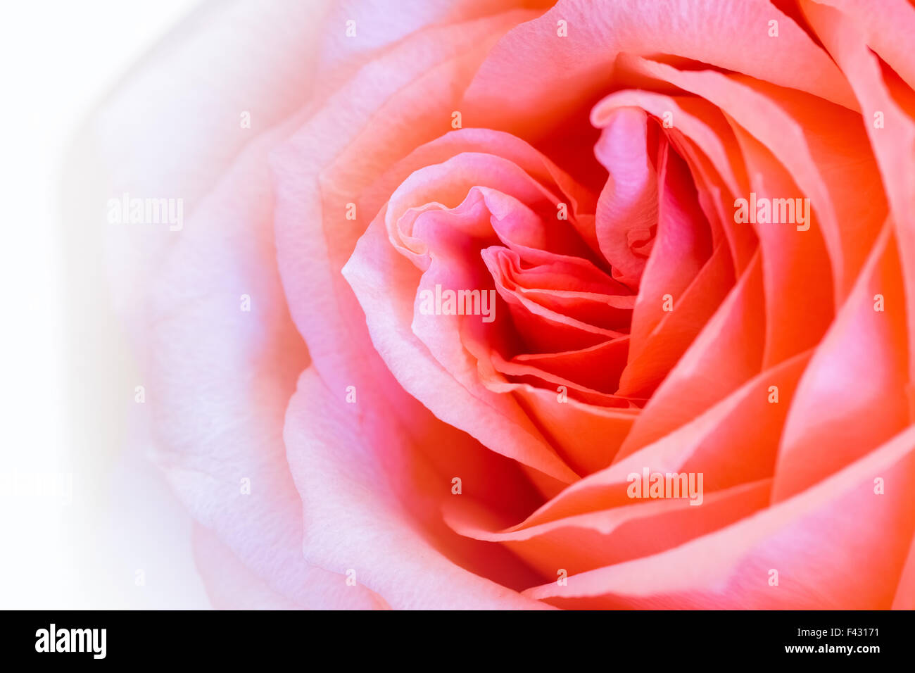 closeup rose Banque D'Images
