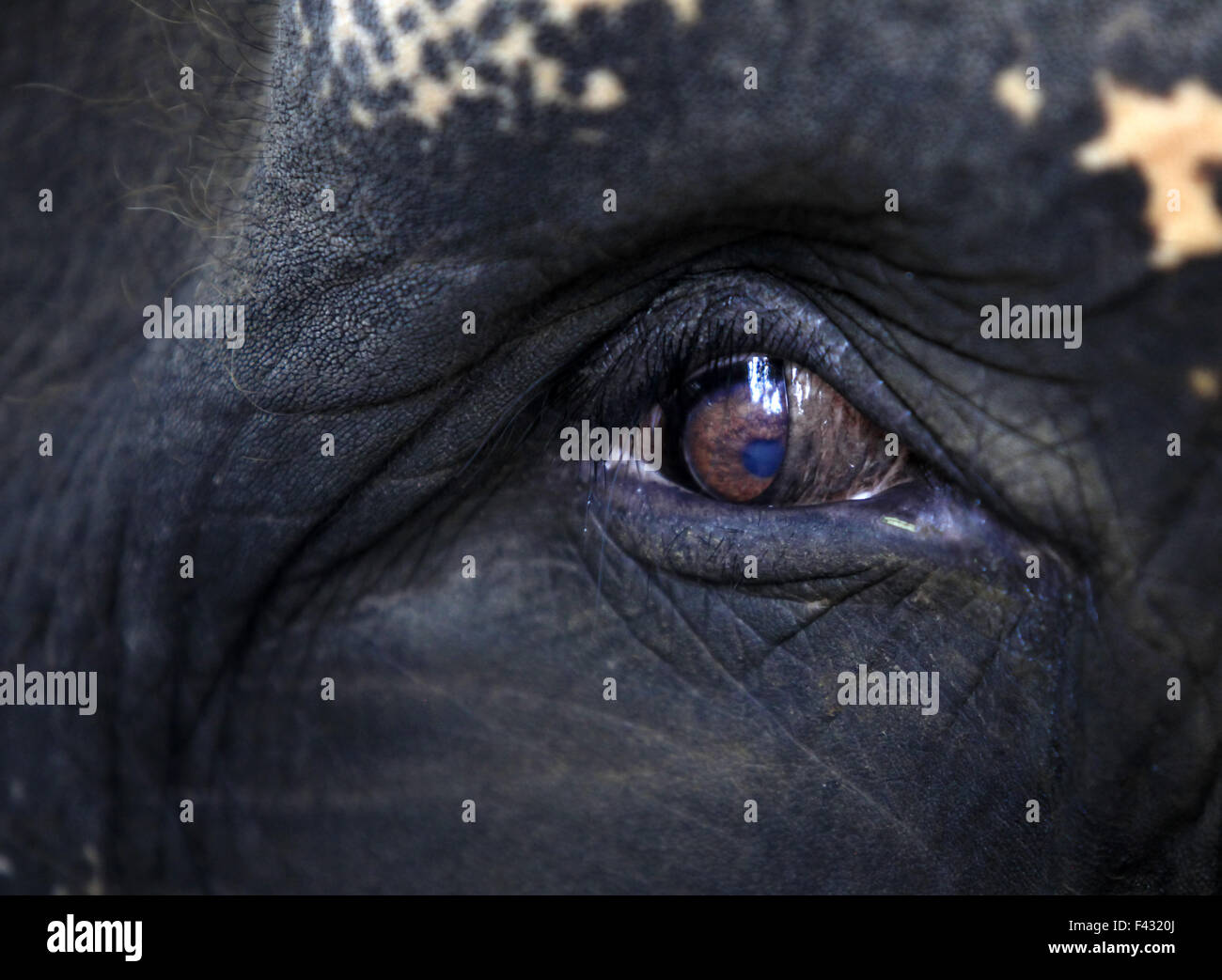 L'œil de l'éléphant close-up Banque D'Images