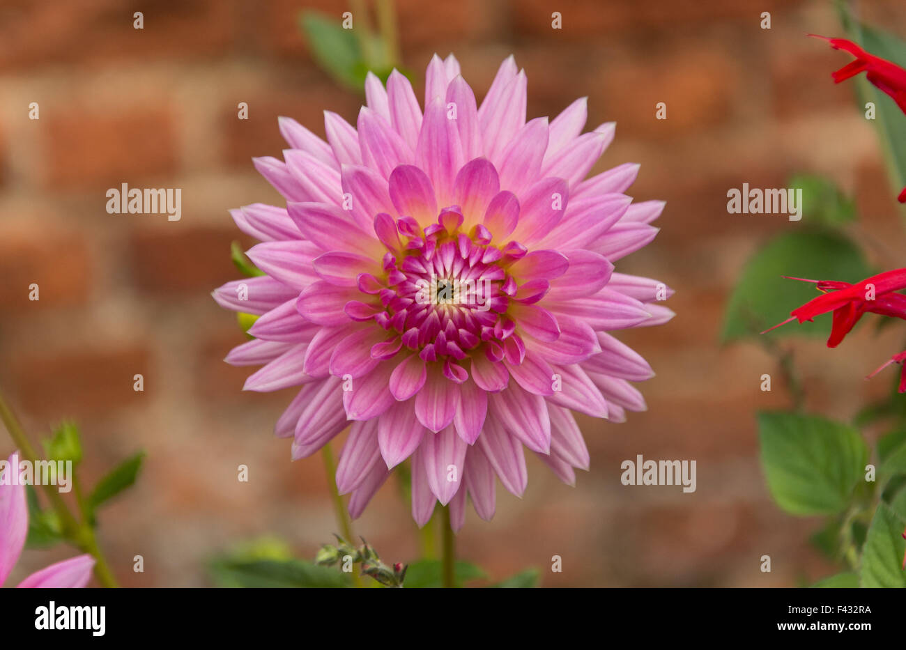 Dahlia rose Banque D'Images