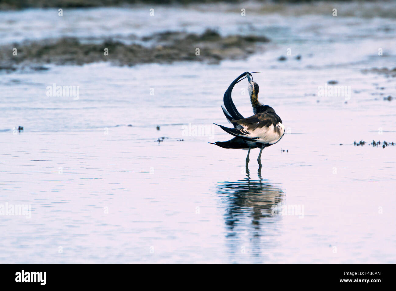 Pheasant-tailed Jacana espèce Hydrophasianus chirurgus Banque D'Images